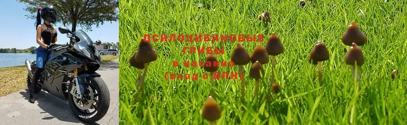 KRAKEN вход  Ардатов  Псилоцибиновые грибы Psilocybine cubensis 